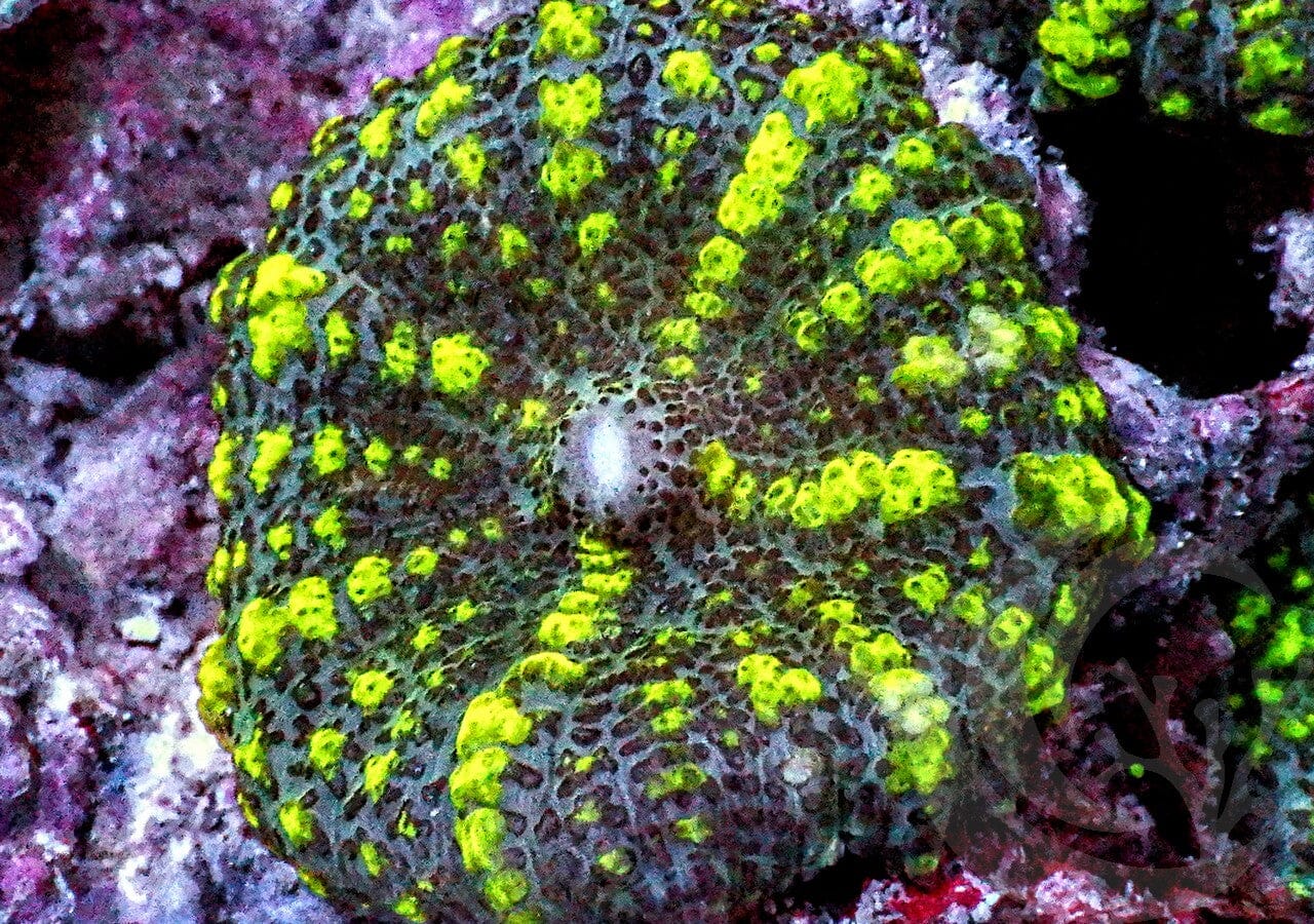 Bubbling Neon Star Rhodactis Mushroom