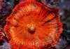 Neon Orange Krinkles Rhodactis Mushroom