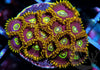 Queen Bee Zoanthids