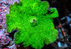 Neon Lime Discosoma Mushroom