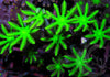 Neon Lime Clove Polyps