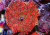 Red Spotted  Discosoma Mushroom