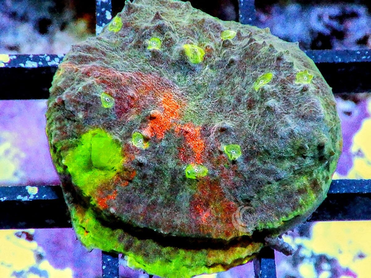 Rainbow Patchwork Chalice