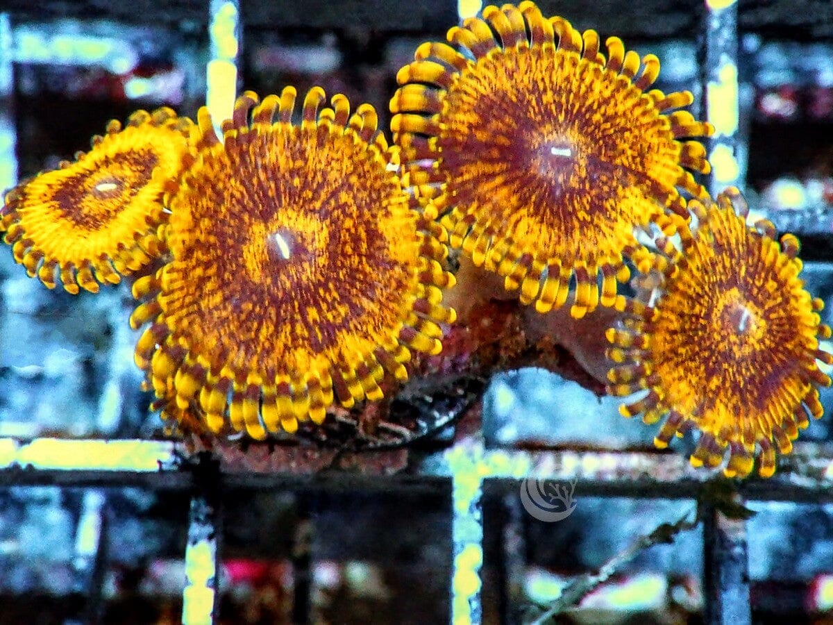 Gold Krakatoa Zoanthids
