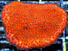 Orange Sherbet Encrusting Montipora