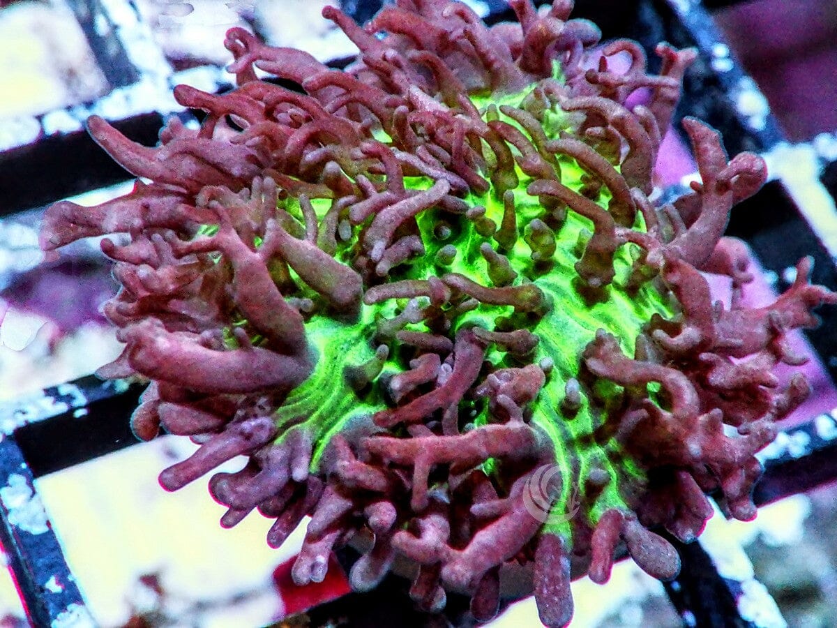 Lavender tip Hairy Mushroom