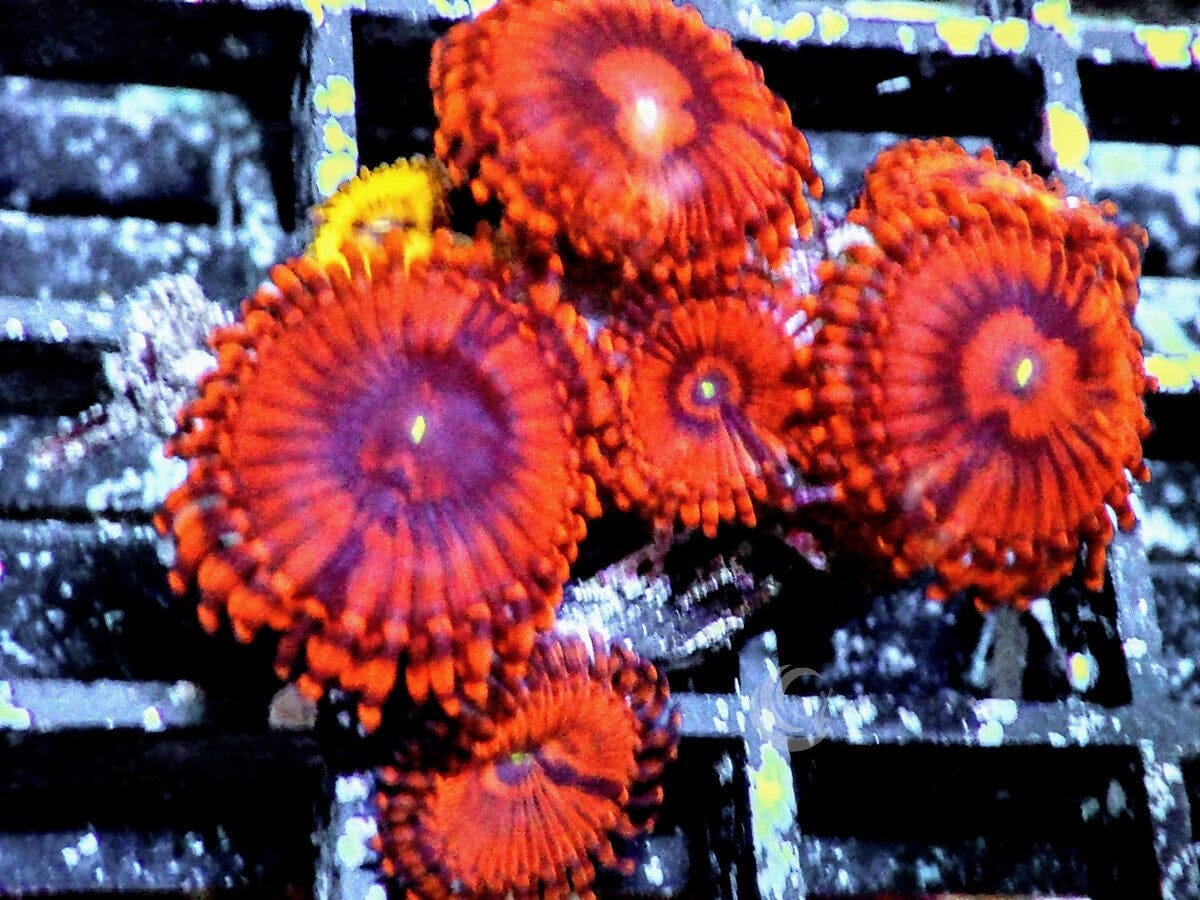 Red Krakatoa Zoanthids