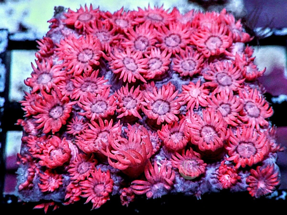 Red Rosie Goniopora