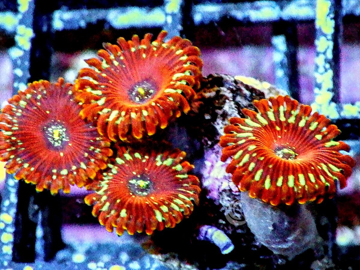 Magician Zoanthids