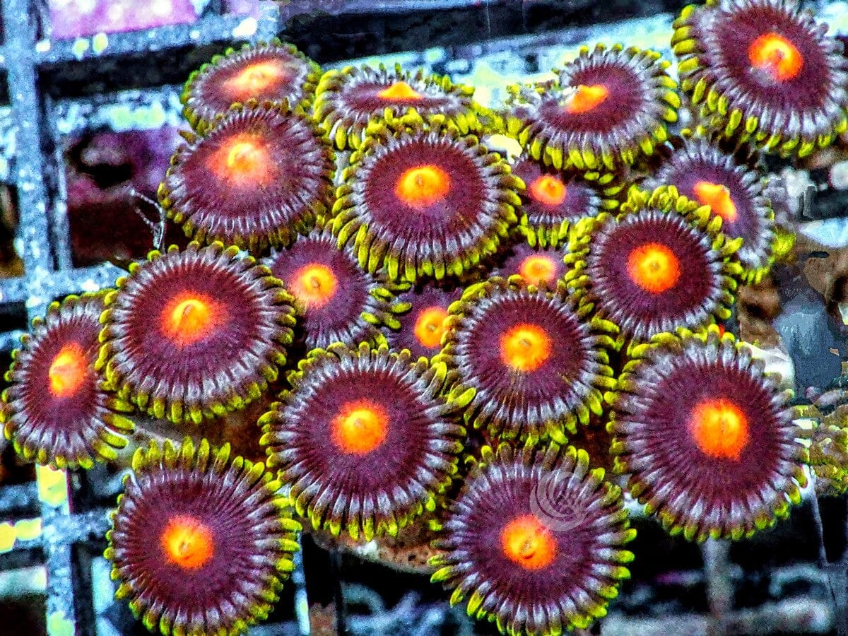 Eggplant Zoanthids