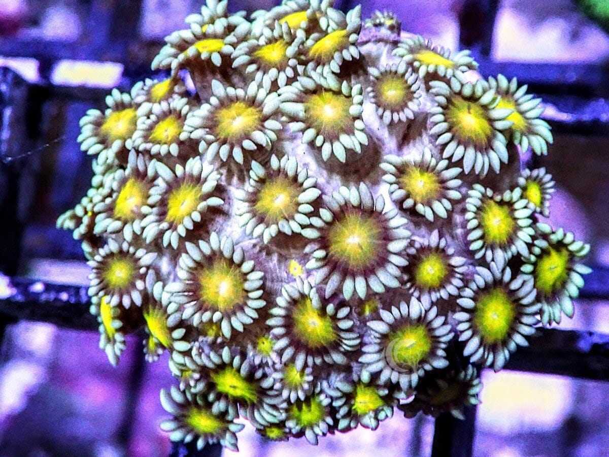 Goldenrod Goniopora