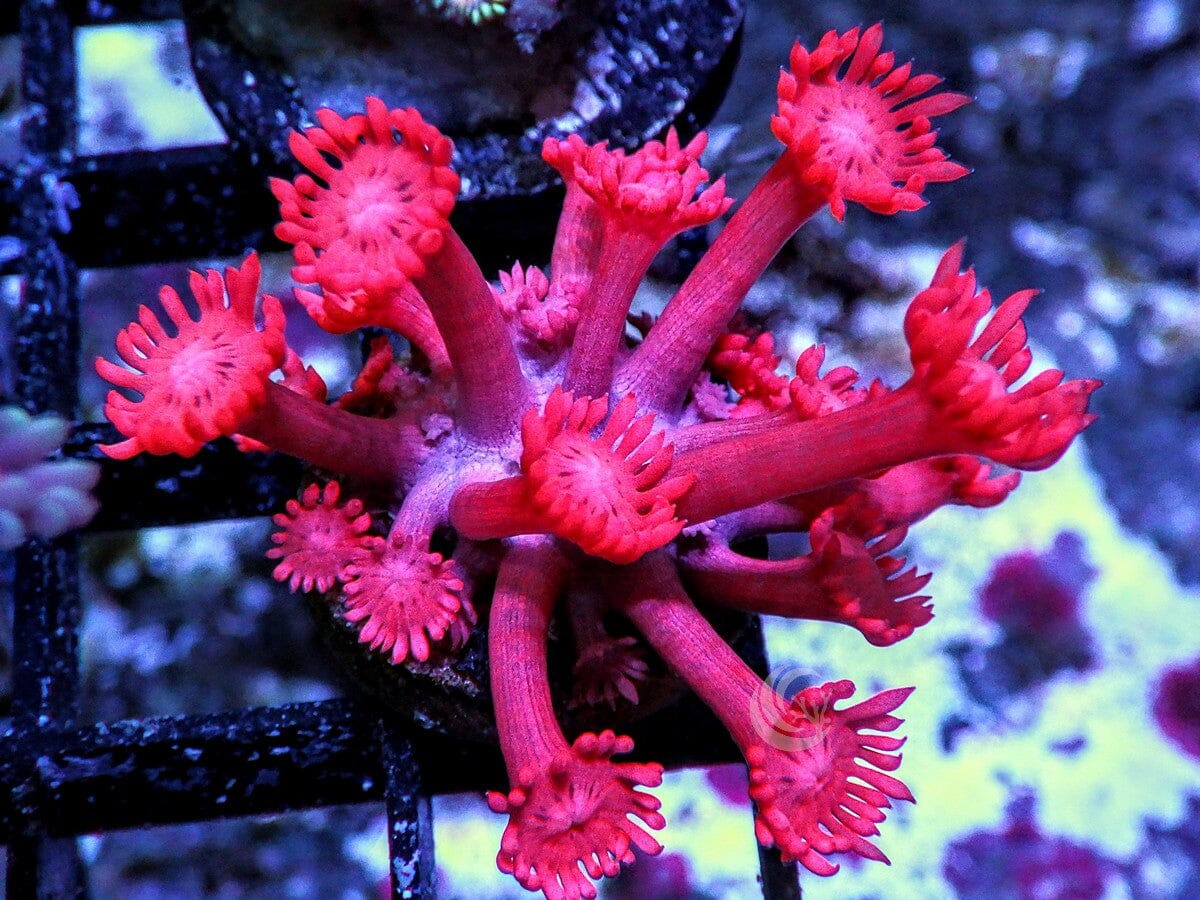 Bright Red Goniopora