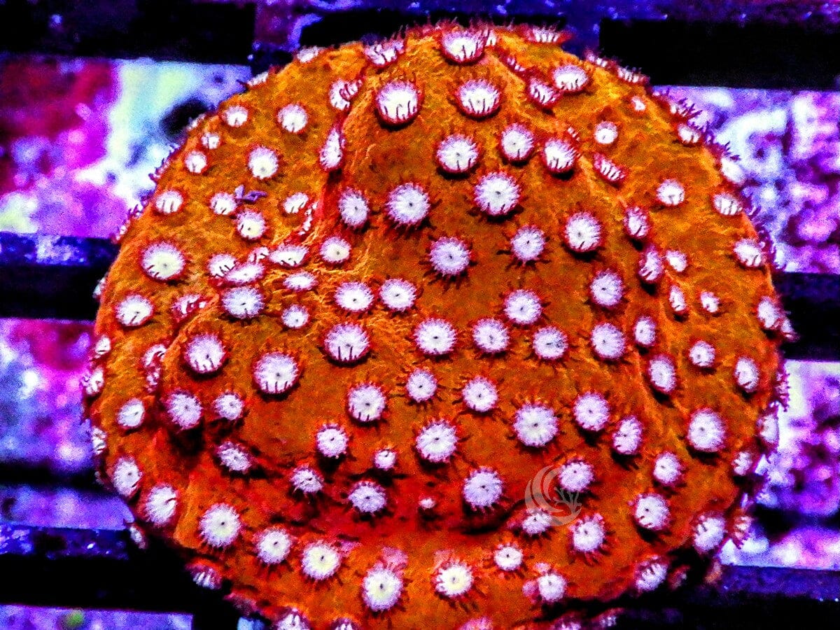 Super Orange Cyphastrea