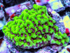 Purple Polyp Montipora