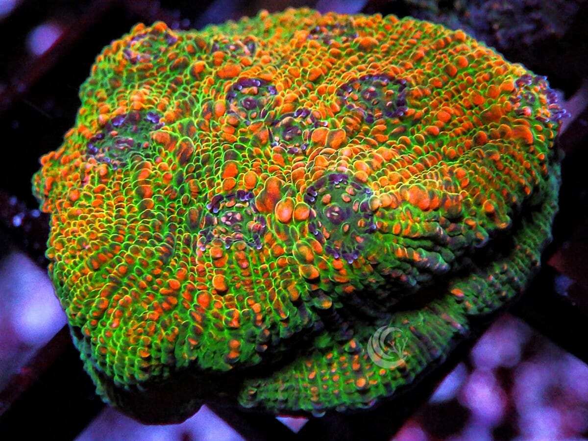 Spring Garden Chalice