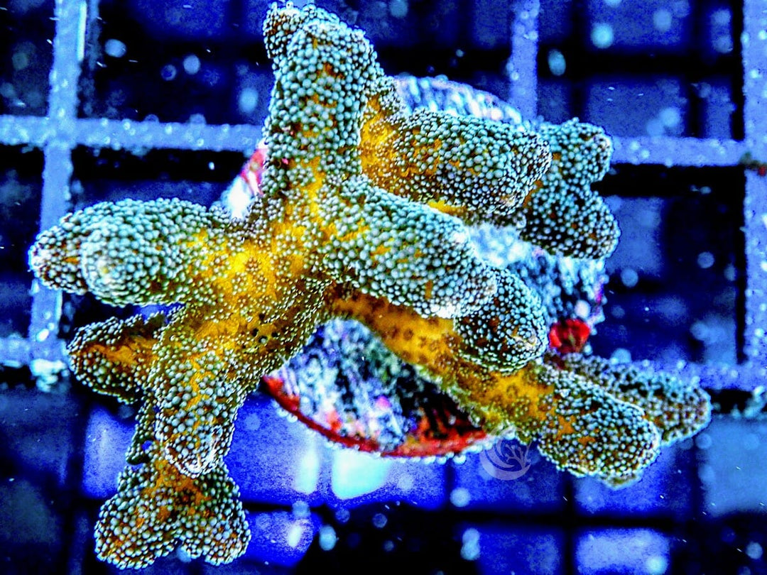 Green Polyp Bird&