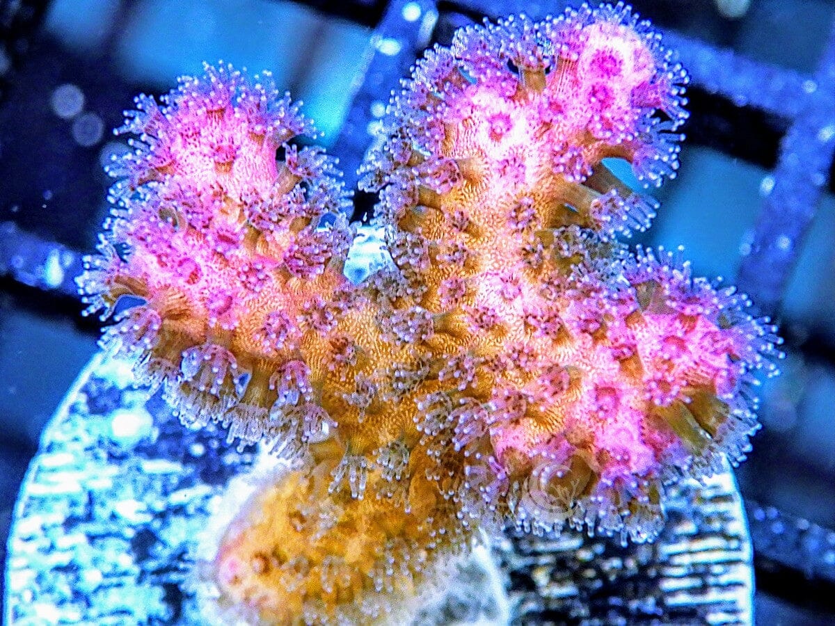 Pink Pocillopora