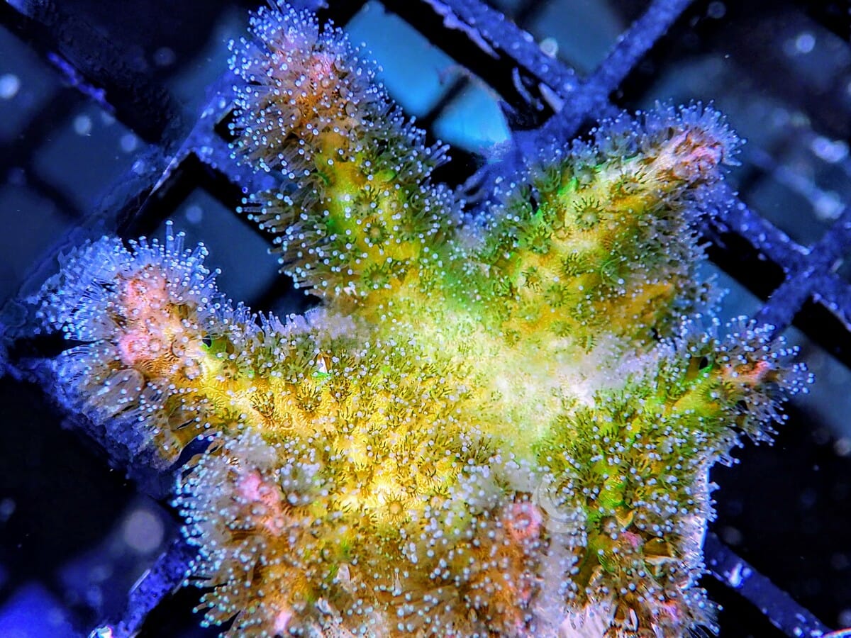 Champagne Pocillopora