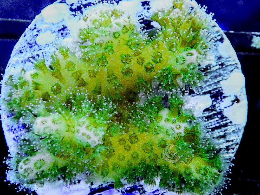 Lime Pocillopora