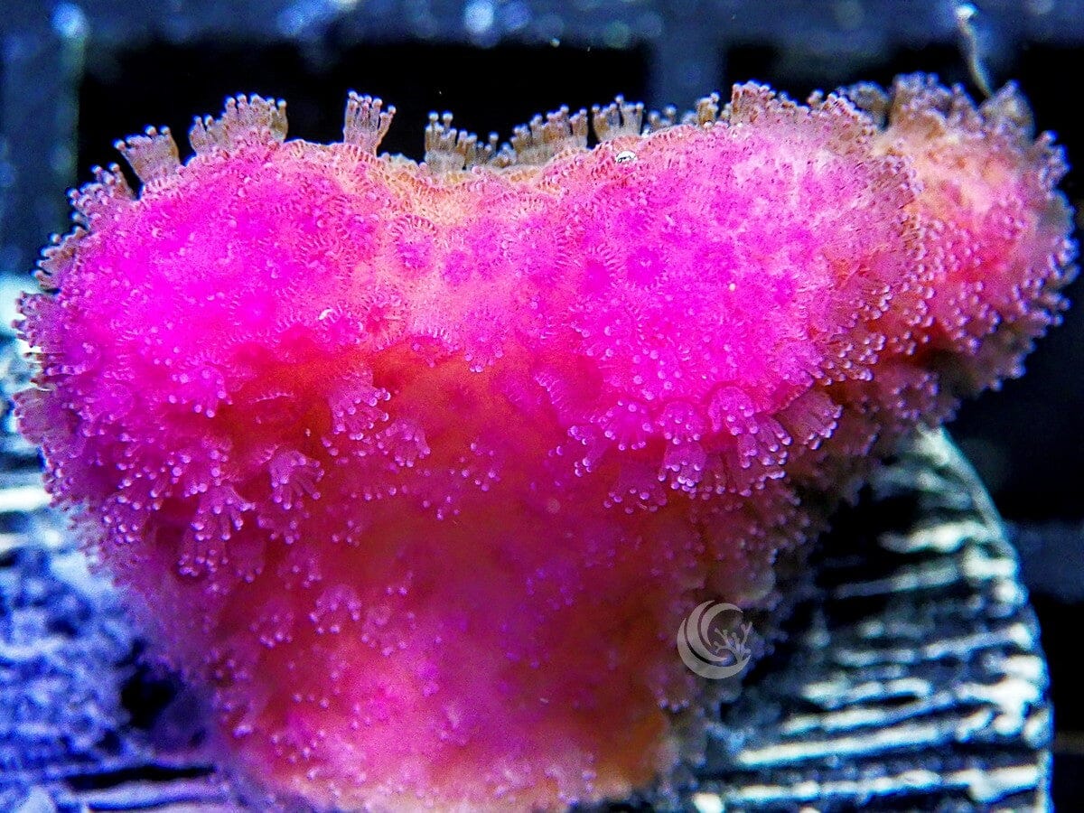 Hhot Pink Stylophora
