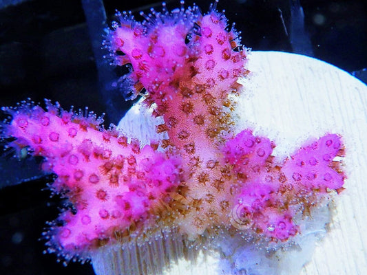 Hot Pink Pocillopora