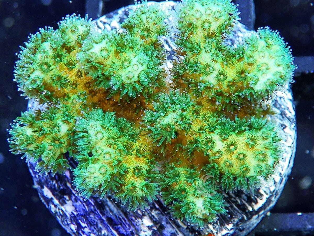 Lime Pocillopora