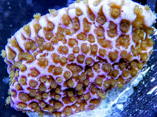 Purple Plating Montipora