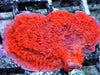 Blood Pool Plating Montipora