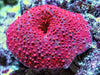 Red Pimpled Discosoma Mushroom