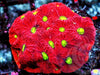 Christmas War Coral Favites 