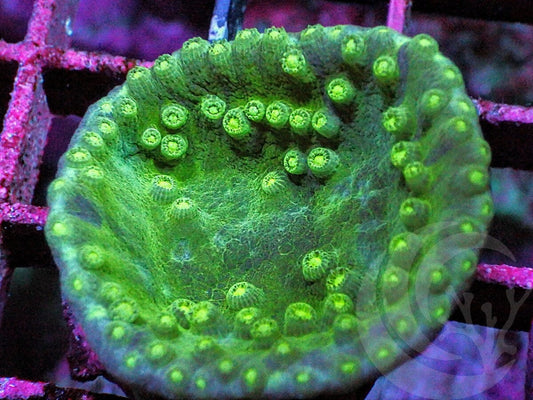 Cup Green Turbinaria