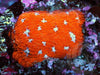 Super Orange Lithophyllon