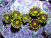 Spring Flowers Zoanthids