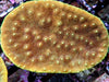 Yellow Plating Turbinaria