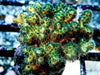 Green Pocillopora