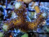 Purple Polyp Stylophora