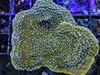 White Polyp Green Plating Montipora