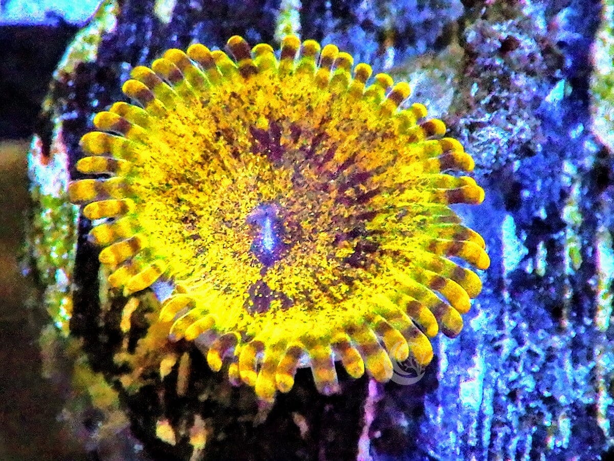 Gold Krakatoa Zoanthid