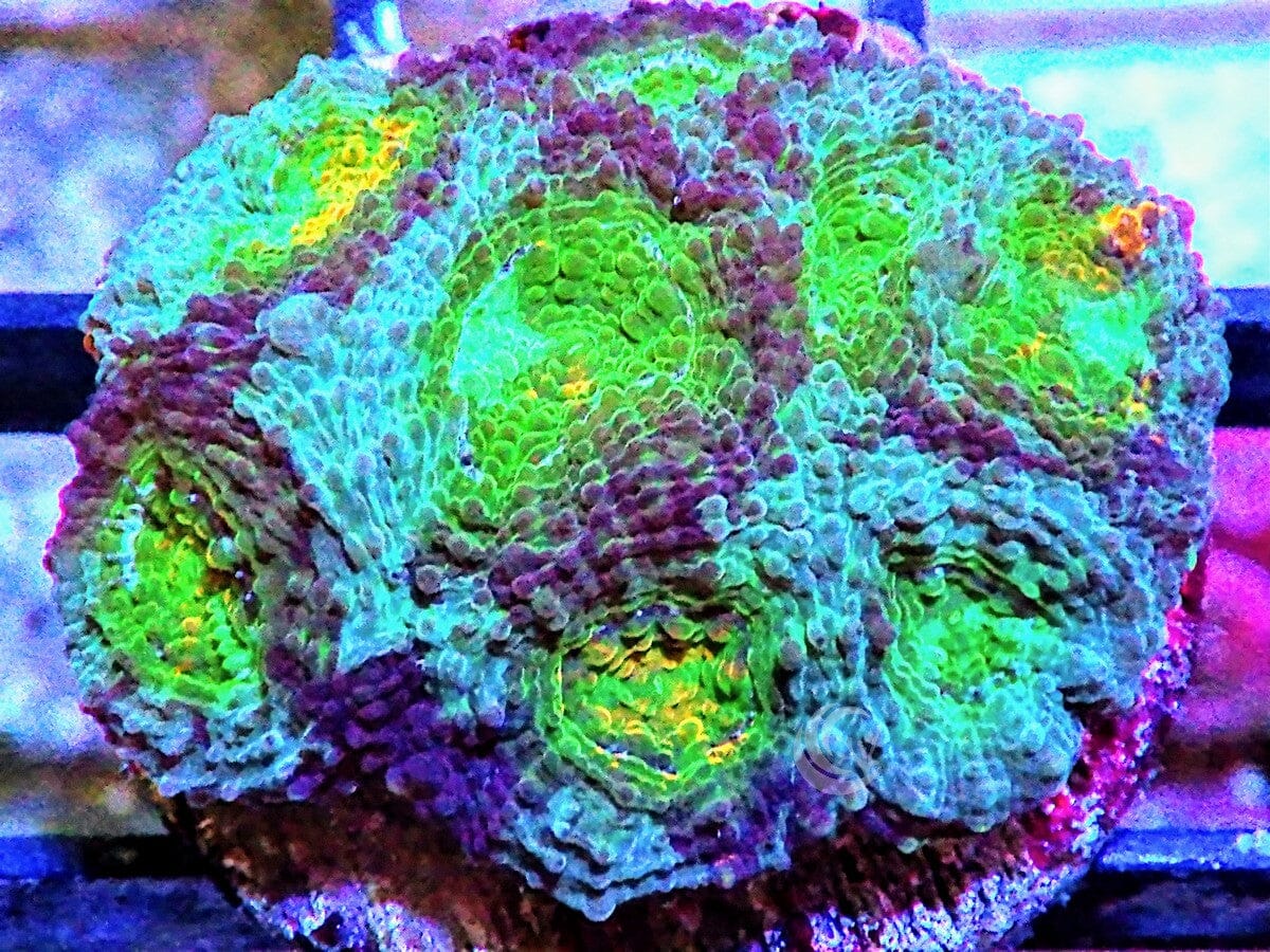 MultiColor Acan echinata