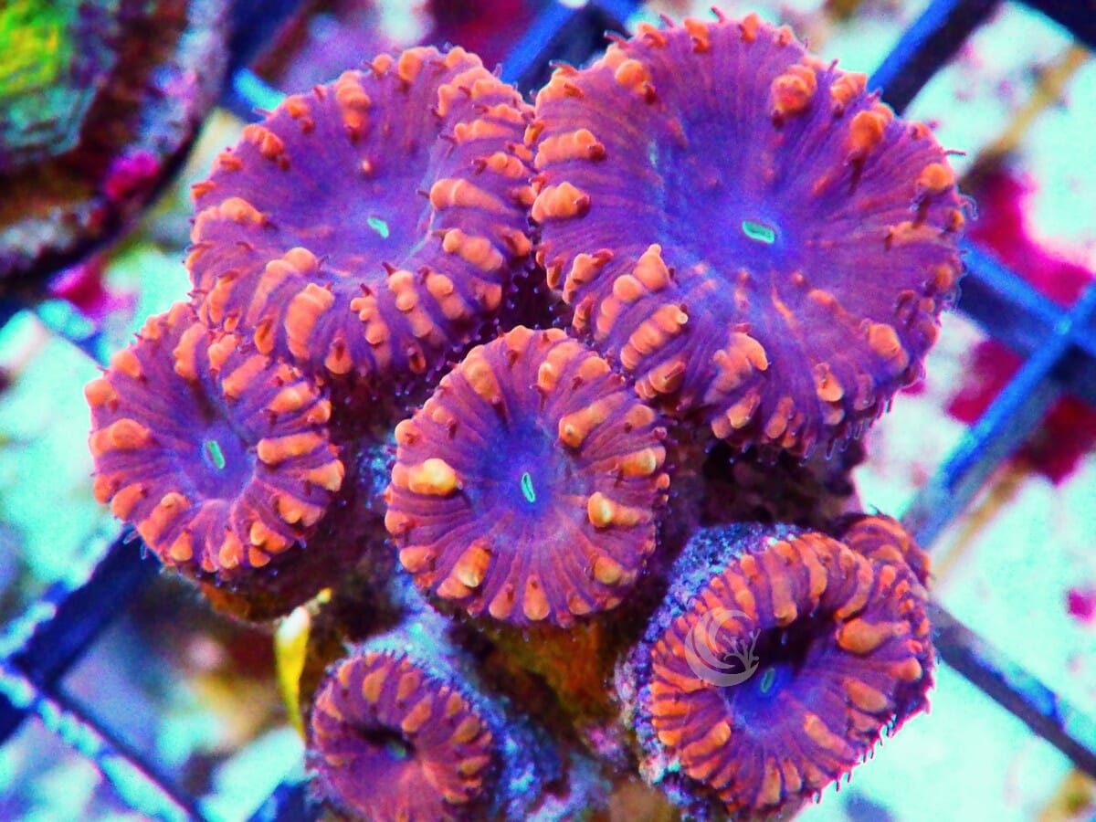 Dark Cherry Micromussa