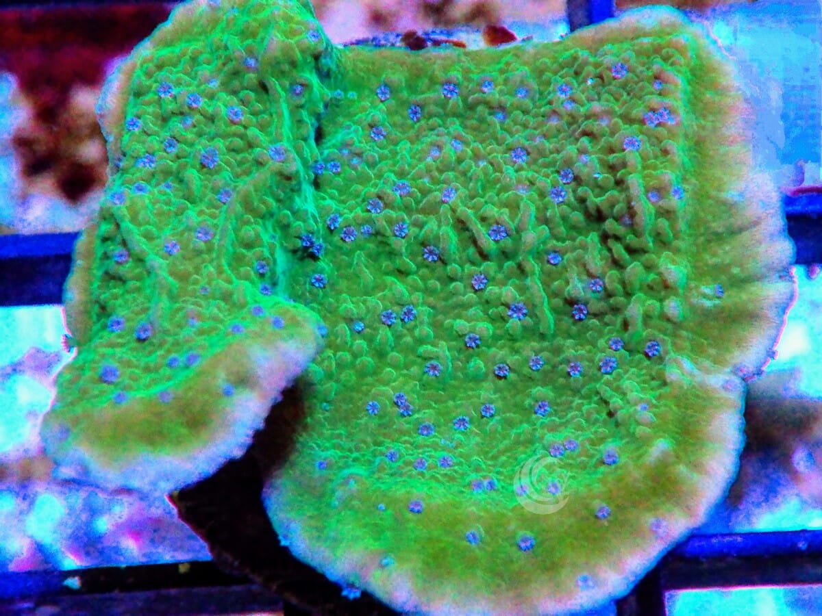 Blue Flower Petals Plating Montipora