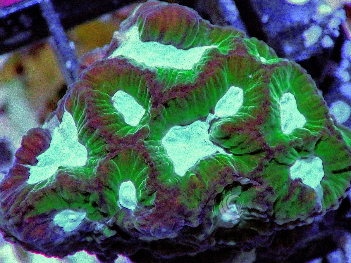 Bright Bicolor Platygyra