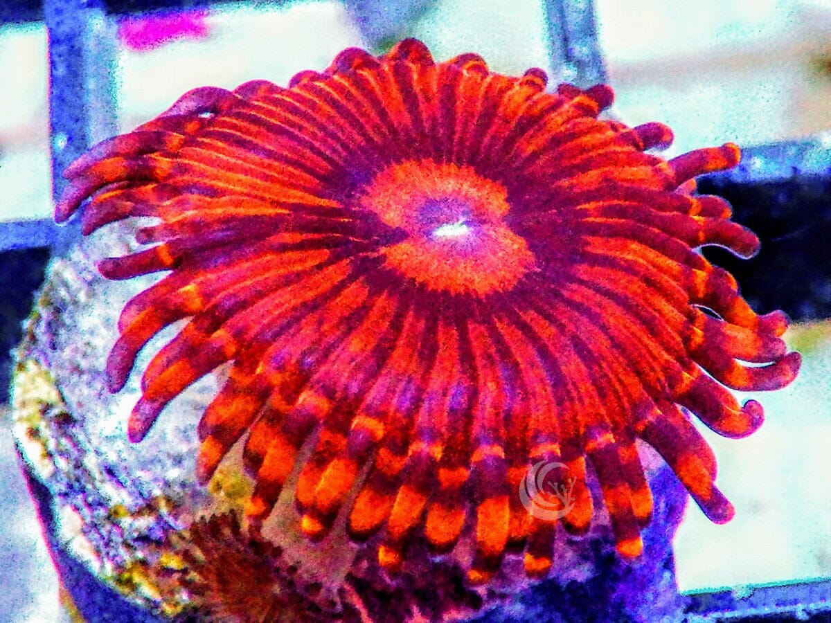 Red Krakatoa Zoanthid