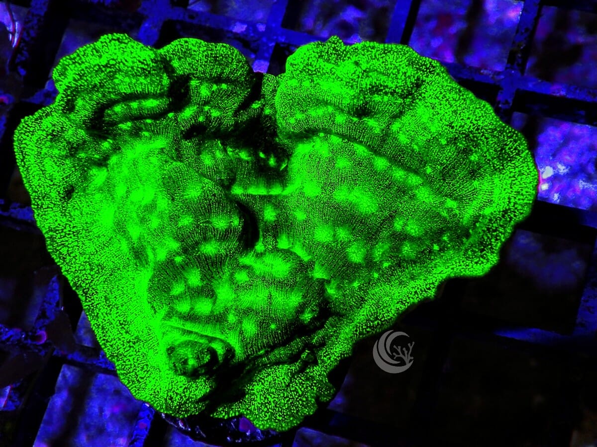 Neon Plating Psammacora