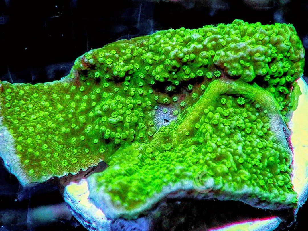 Green Polyp Plating Montipora