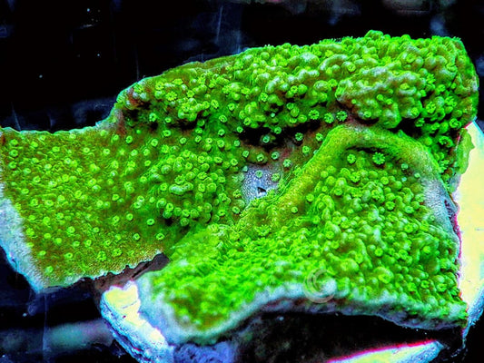 Green Polyp Plating Montipora