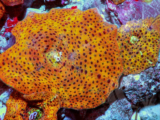 Orange Discosoma Mushrooms