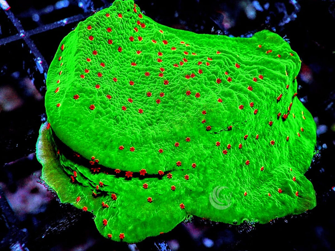 Grinch Plating Montipora