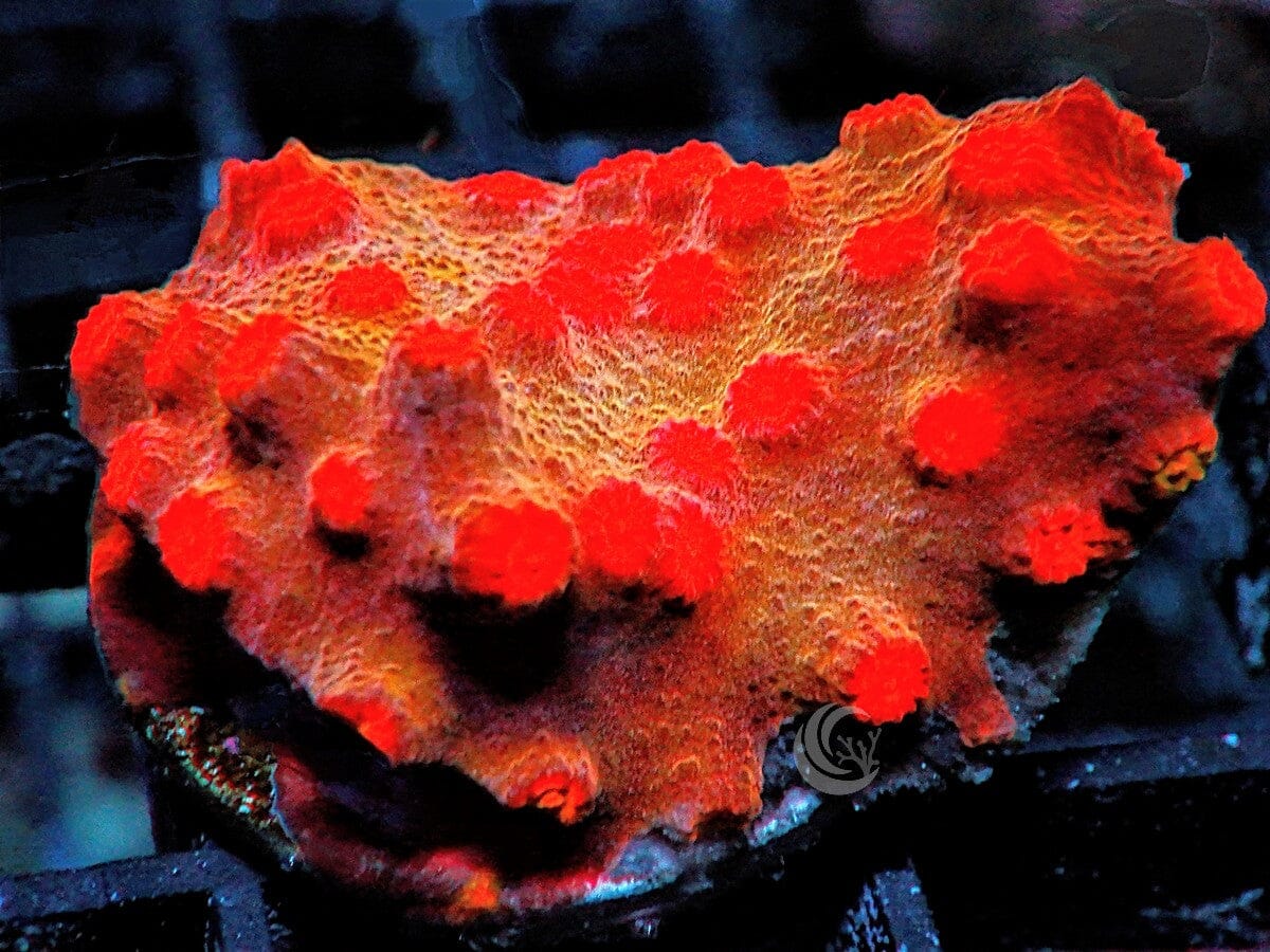 Bright Red-Orange Cyphastrea