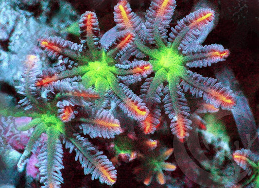Mango Clove Polyps